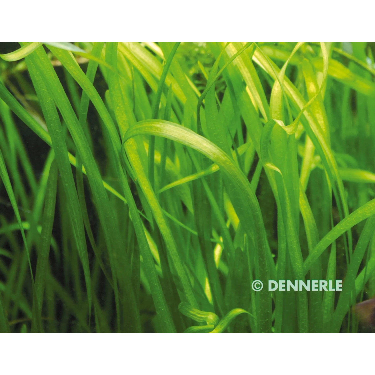 Dennerle Vallisneria Spiralis, grüne Aquariumpflanze für den Hintergrund im Aquarium.