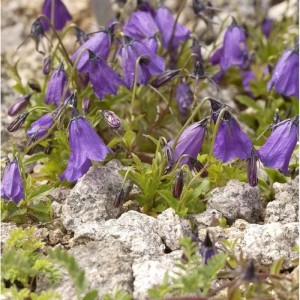 Nahaufnahme der dunklen Glockenblume (Campanula pulla) mit ihren violetten, glockenförmigen Blüten.