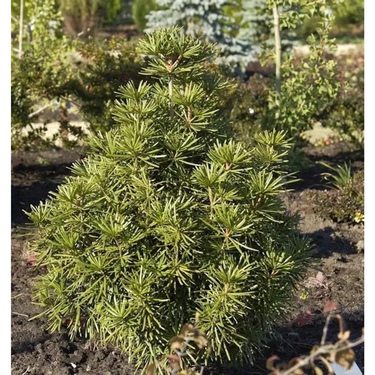 Japanische Schirmtanne 40-50cm - Sciadopitys verticillata
