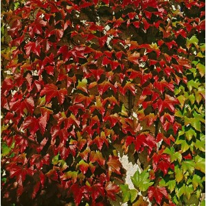 Rot gefärbte Kletterpflanze Parthenocissus Veitchii Robusta an einer Wand.