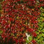 Rot gefärbte Kletterpflanze Parthenocissus Veitchii Robusta an einer Wand.