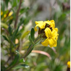 Nahaufnahme des Goldlacks Spring Feeling (Erysimum cheiri) mit leuchtend gelben Blüten.