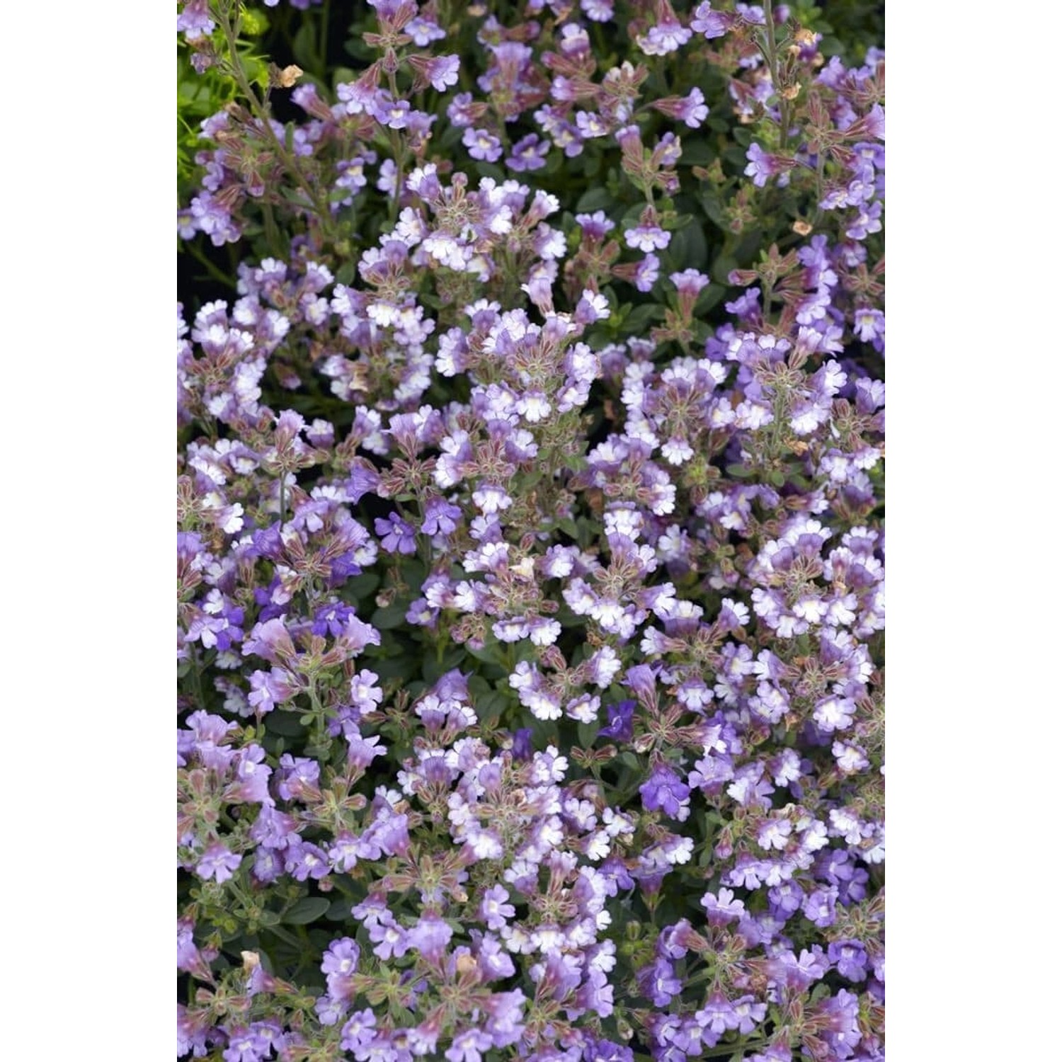 Chaenarrhinum Origanifolium Blue Dream Ca. 9x9 cm Topf günstig online kaufen