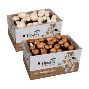 Hawlik Pilzbrut Pilzzuchtset-Bundle für Champignons mit 2 Kleinen Zuchtsets für Weiße und Braune Champignons Ideal für Anfänger