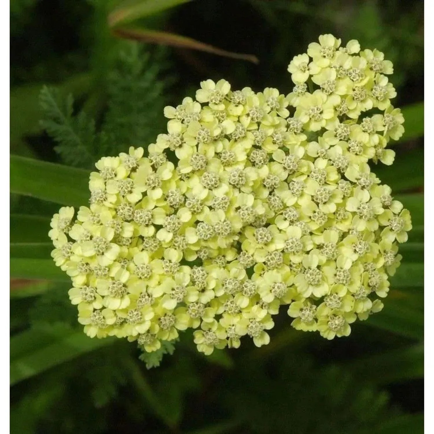 Schafgarbe Anthea - Achillea millefolium