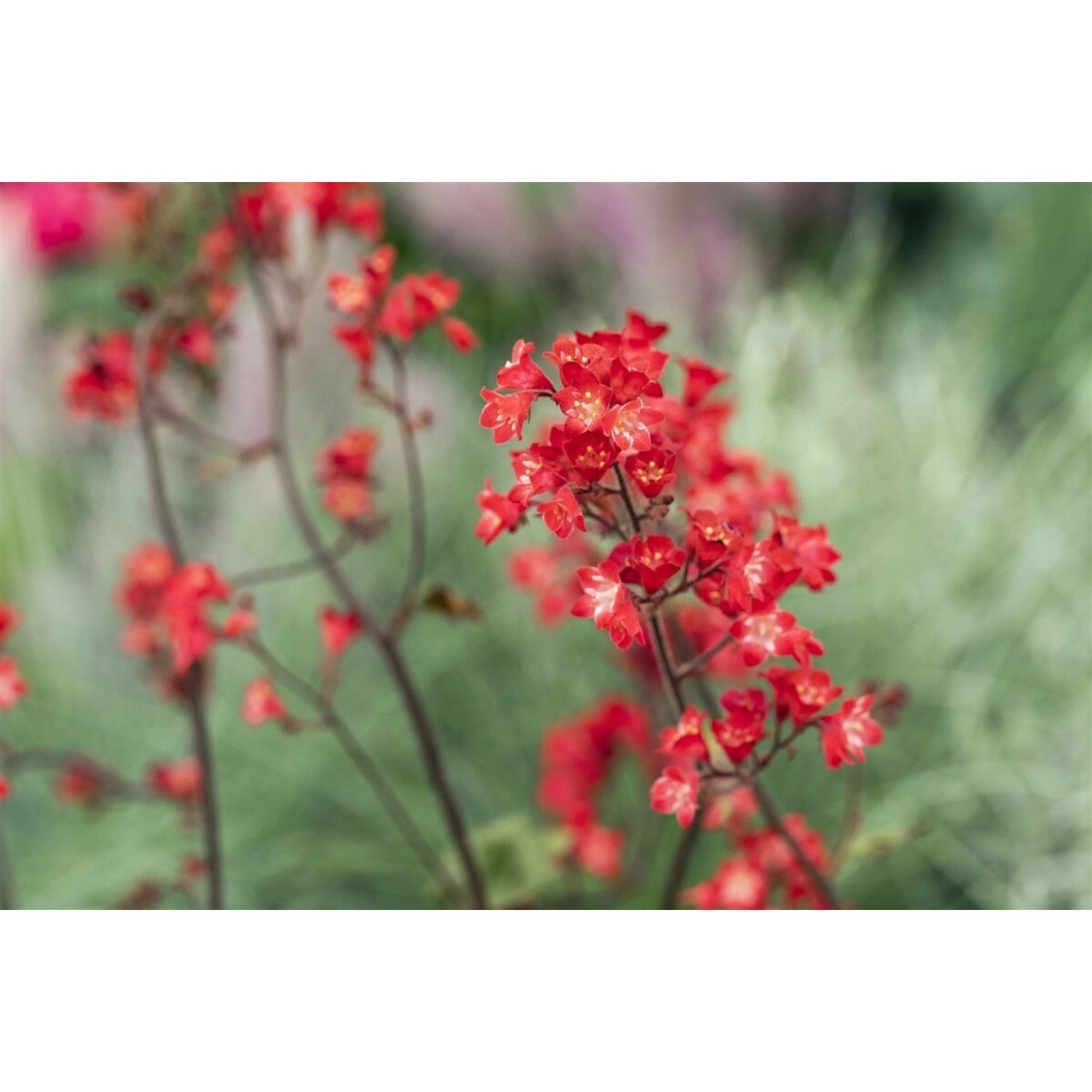 Heuchera Sanguinea Ruby Bells Purpurglöckchen Ca. 9x9 cm Topf günstig online kaufen