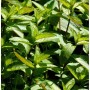 Grüne Minze 'Black Spearmint' (Mentha spicata) mit frischen, grünen Blättern.
