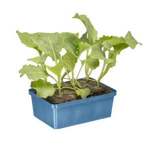 Kiepenkerl Wirsing Jungpflanzen in 6er Schale, grüne Blätter.