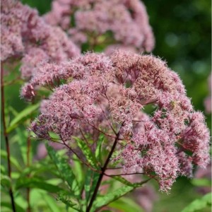 Nahaufnahme des blühenden Purpurdost (Eupatorium fistulosum) im Garten.