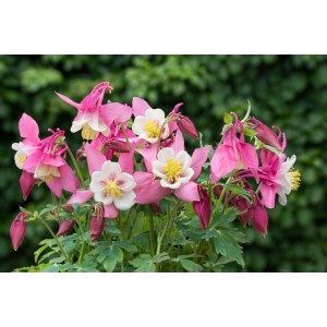 Rosa-weiße Akelei 'Spring Magic' im 9x9 cm Topf. Blühende Staude für Beet und Garten.