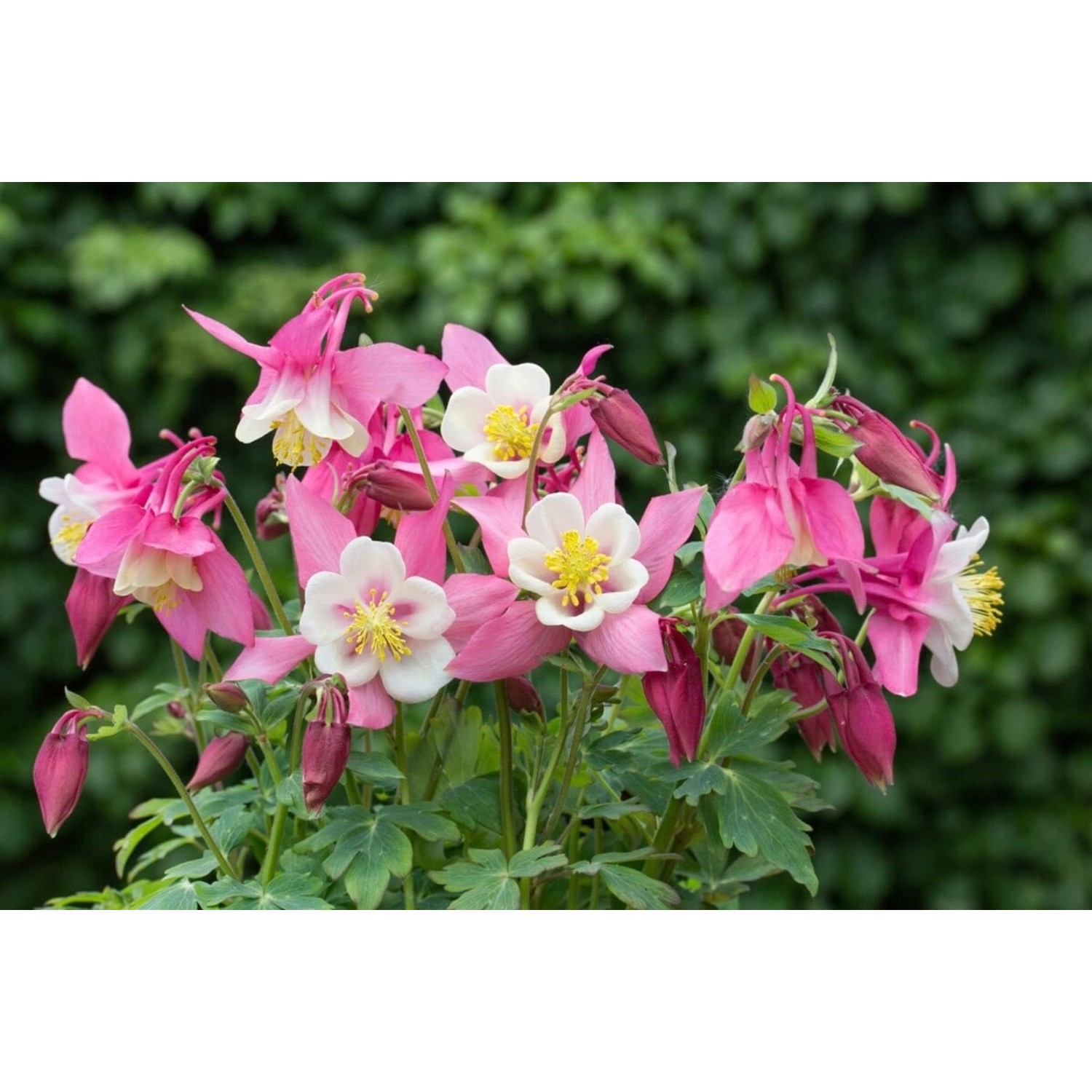 Aquilegia Flab. Spring Magic Rosa-Weiß Akelei Ca. 9x9 cm Topf günstig online kaufen