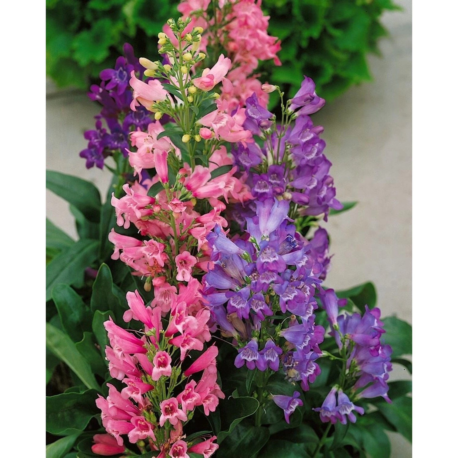 Penstemon Barbatus Praecox Nanus Rondo Bartfaden Ca. 9x9 cm Topf günstig online kaufen