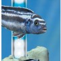 Sera Aquarium LED-Leuchte Cool Daylight 820, bläuliches Tageslicht für Süß- und Meerwasseraquarien.