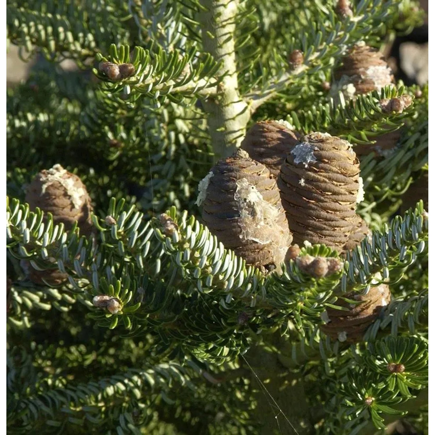 Koreatanne Silberlocke 30-40cm - Abies koreana