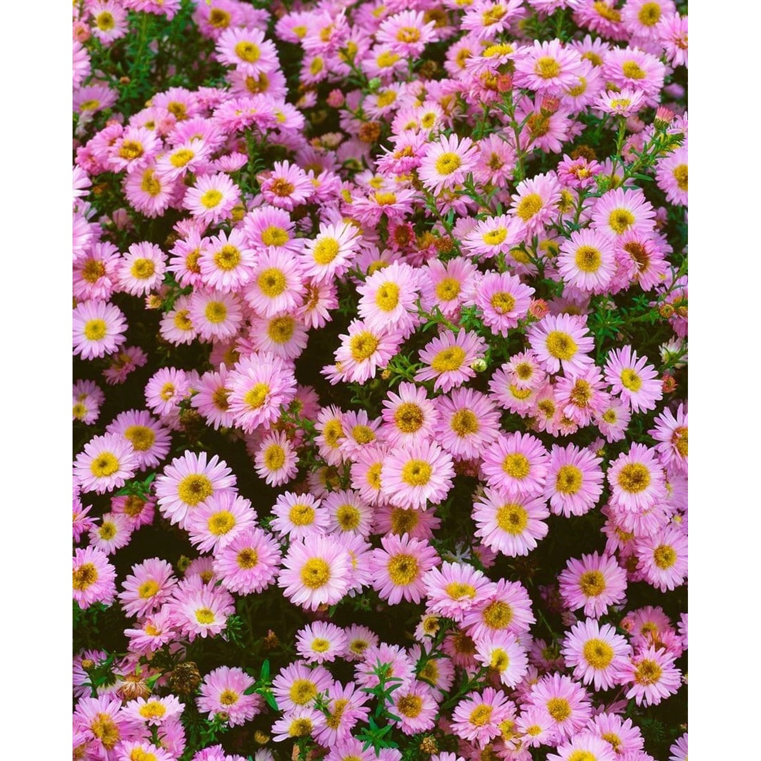 Aster Dumosus Tina Kissenaster Ca. 9x9 cm Topf günstig online kaufen