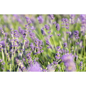 Nahaufnahme von blühendem Duft-Lavendel (Lavandula angustifolia) mit violetten Blüten.