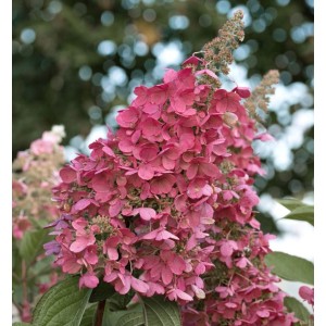 Rispenhortensie Living Pink Promise 40-60cm - Hydrangea paniculata