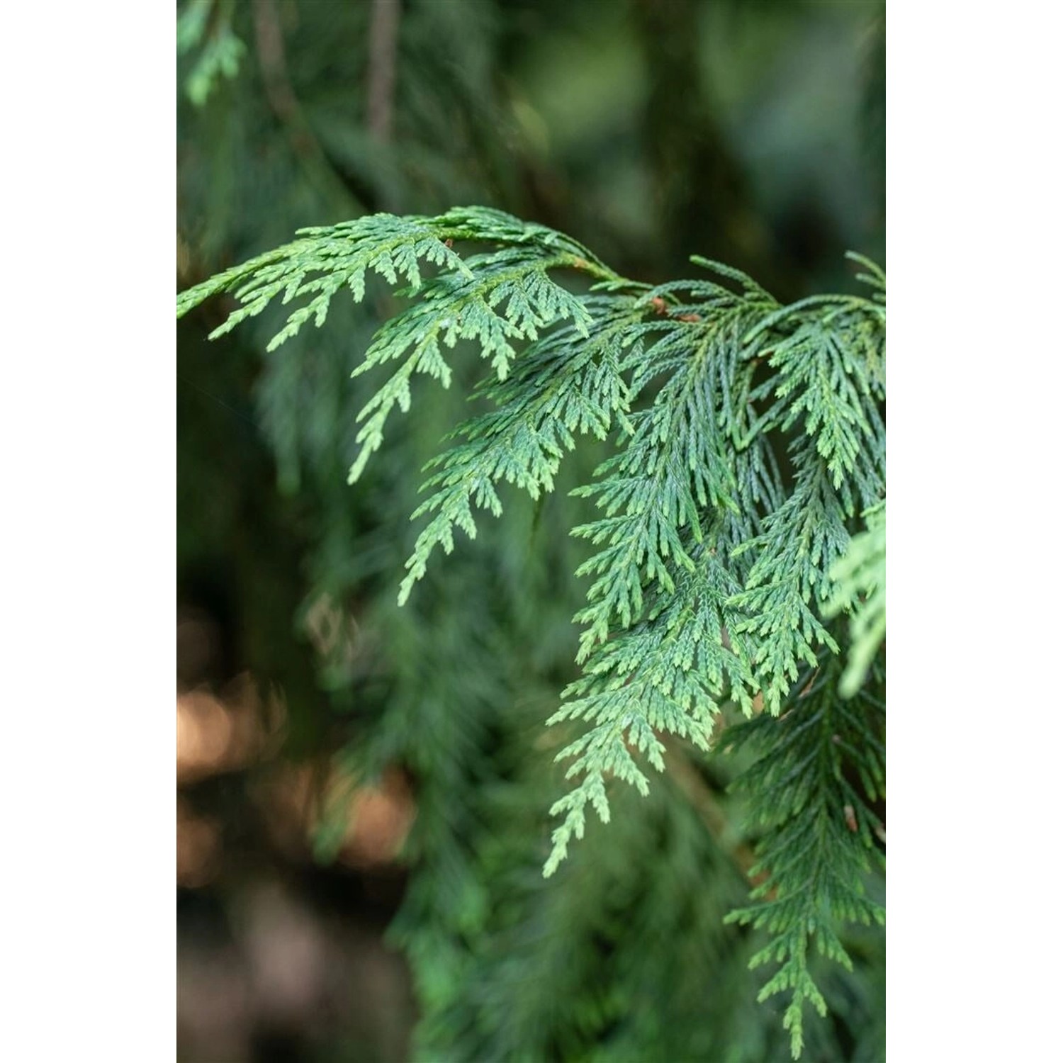Chamaecyparis Nootkatensis Aurea Gelbe Nootka-Scheinzypresse 60–80 cm günstig online kaufen
