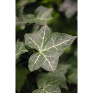 Nahaufnahme von dunkelgrünen Blättern des Irischen Efeu (Hedera Helix Hibernica).