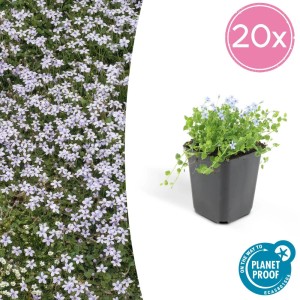 Set mit 20 Blauer Bubikopf Bodendecker Pflanzen im 9cm Topf. Exotenherz Isotoma Fluviatilis mit zarten, blauen Blüten.