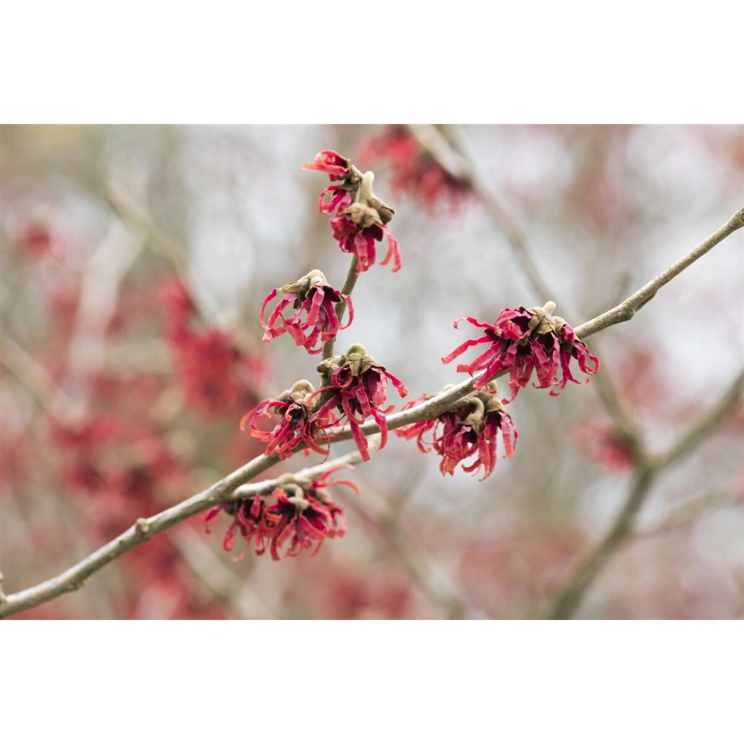 Hamamelis Intermedia Rubin Zaubernuss Rubinrot 60–80 cm günstig online kaufen