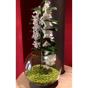 Colomi Orchideengranulat in Grün, 1 Liter, in einer Glasvase mit blühender, weißer Orchidee.