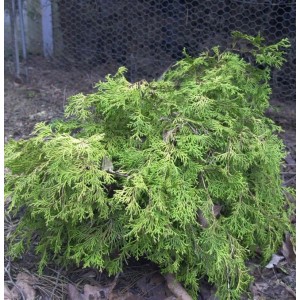 Breite Kissenzypresse Kamarachiba (Chamaecyparis obtusa), ein dichter, immergrüner Strauch mit leuchtend grünen, schuppenförmigen Blättern.