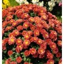 Winteraster Red Velvet: Chrysantheme mit rot-orangen Blüten und gelber Mitte.
