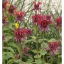 Nahaufnahme der roten Blüten der Indianernessel Cambridge Scarlet (Monarda fistulosa) im Garten.