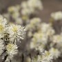Nahaufnahme des Fothergilla Major Federbuschstrauchs mit weißen Blüten.