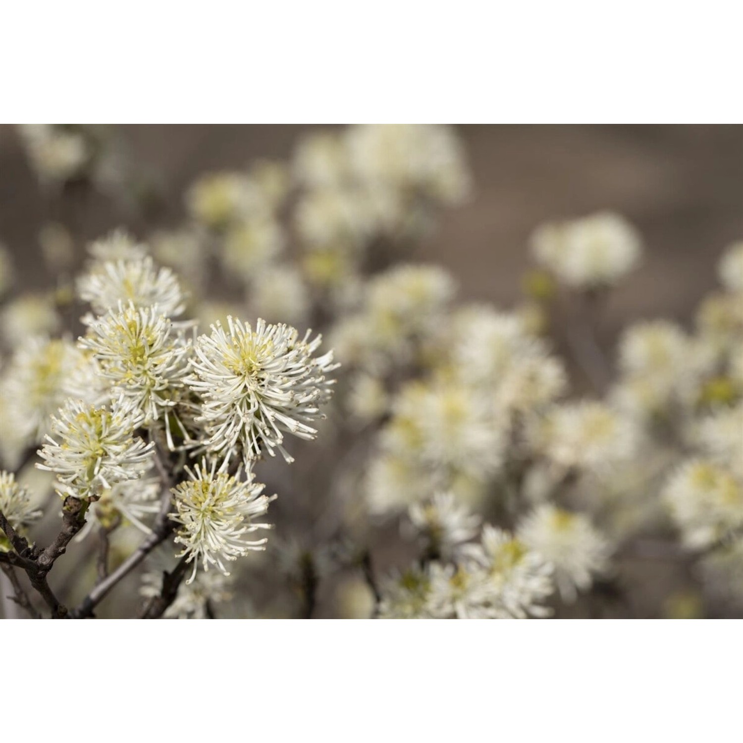 Fothergilla Major Federbuschstrauch 60–80 cm günstig online kaufen