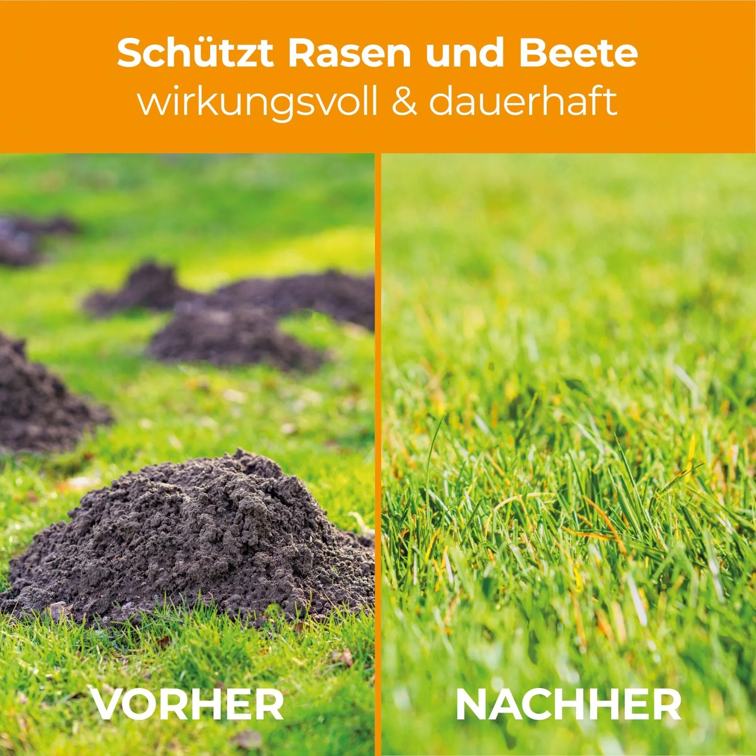 Vorher/Nachher: Wühlmaushügel im Rasen vs. gepflegter Rasen nach Anwendung der Wühlmaus Stopp-Kugeln.
