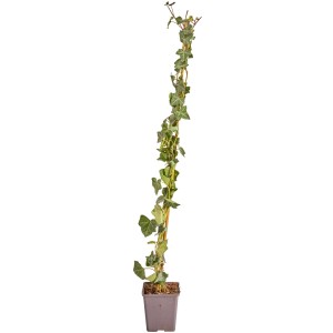 Großblättriger Irischer Efeu im Topf, ca. 80-100 cm hoch, ideal für eine dichte Efeuhecke.