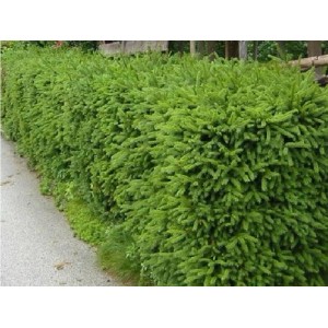 Dichte, grüne Hecke aus Baumfinken Heckenfichte als natürlicher Sichtschutz.