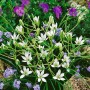 Dolden-Milchstern Ornithogalum Umbellatum im 9x9 cm Topf, weiße Blüten, grüne Blätter. Stauden für sonnige Standorte.