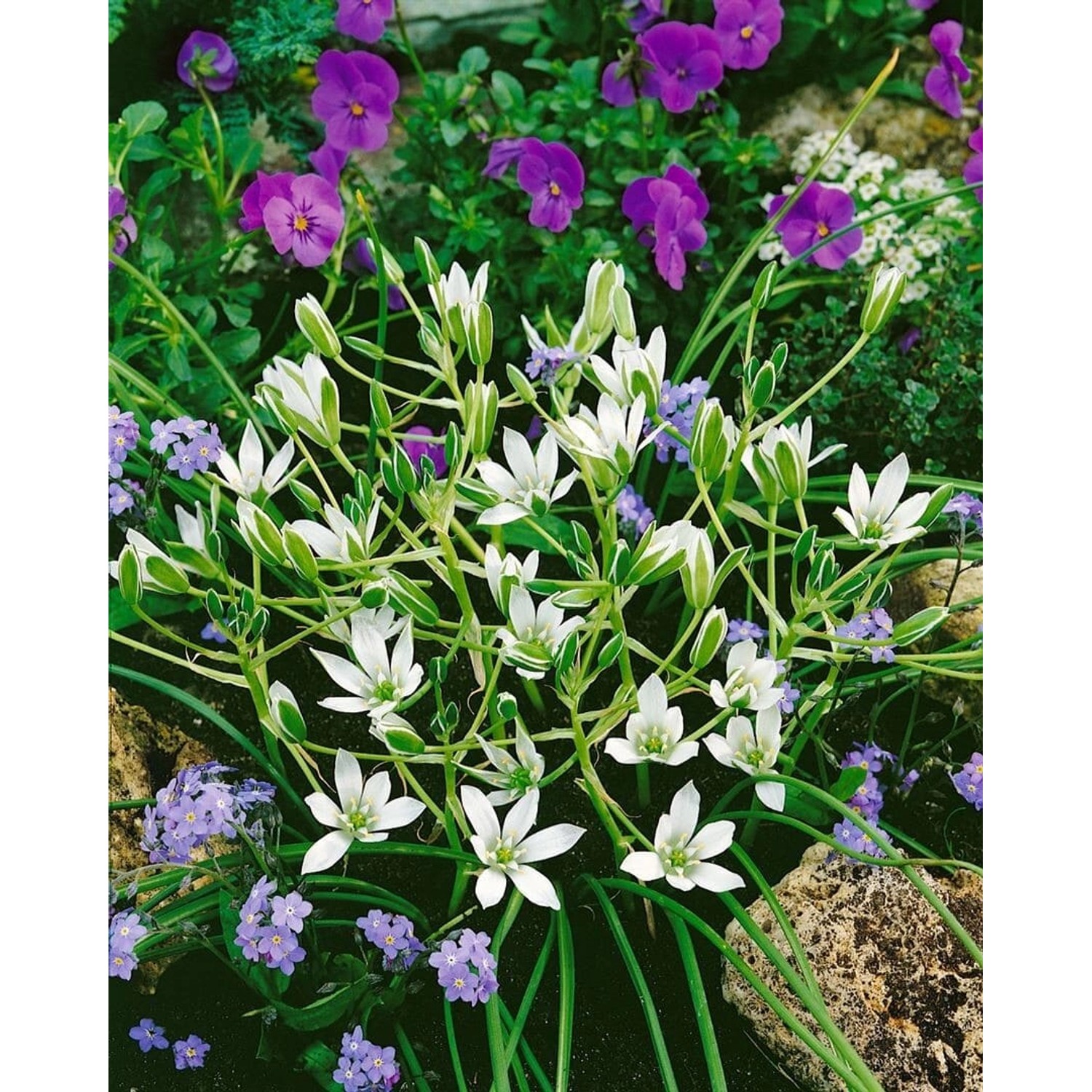Ornithogalum Umbellatum Dolden Milchstern Ca. 9x9 cm Topf günstig online kaufen