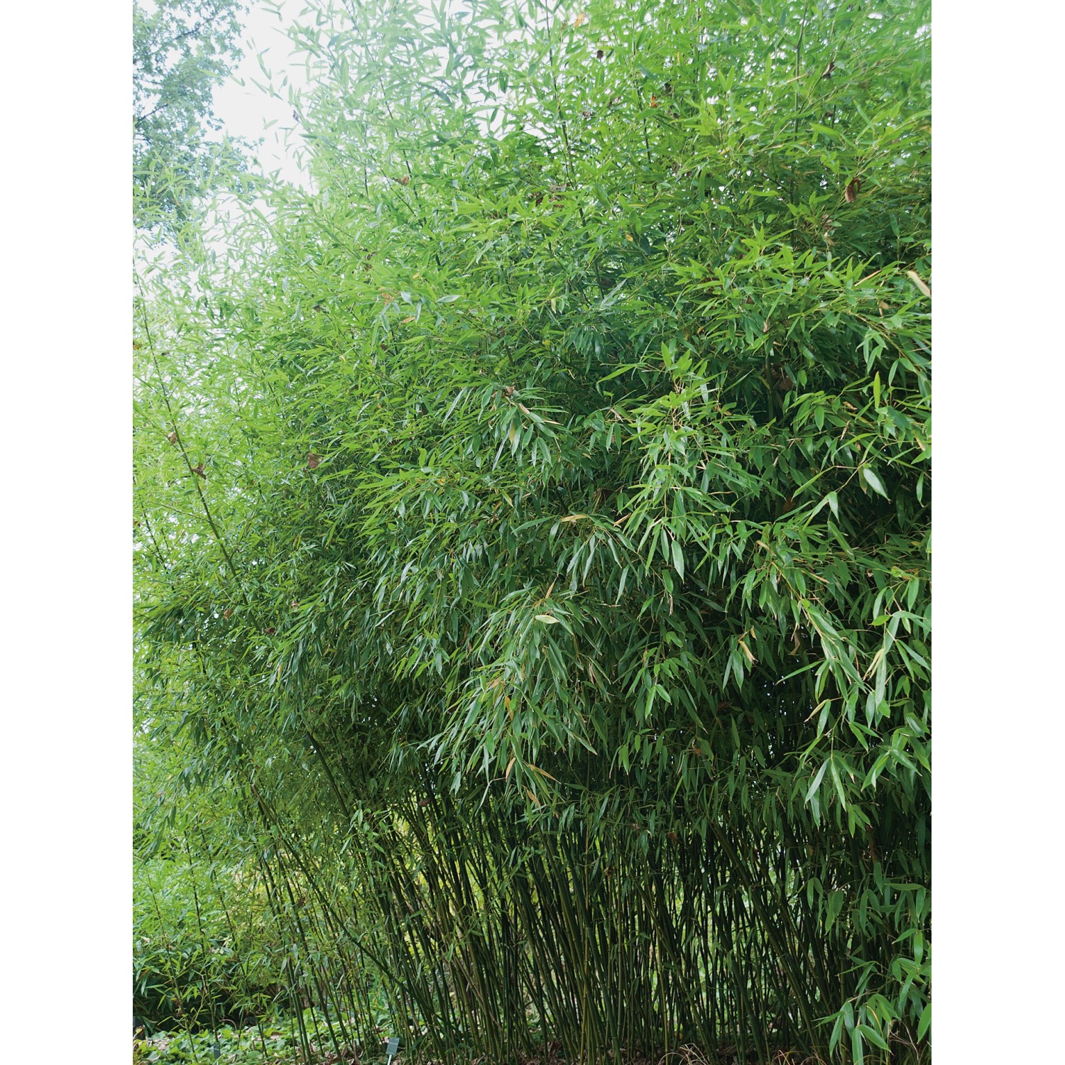 GROW by OBI BissetBambus TopfØ ca. 26 cm Phyllostachys bissetii