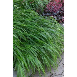 Japanisches Waldgras 'Albostriata' mit grün-weißen Blättern im Topf, Gräser für den Garten.