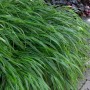 Japanisches Waldgras 'Albostriata' mit grün-weißen Blättern im Topf, Gräser für den Garten.