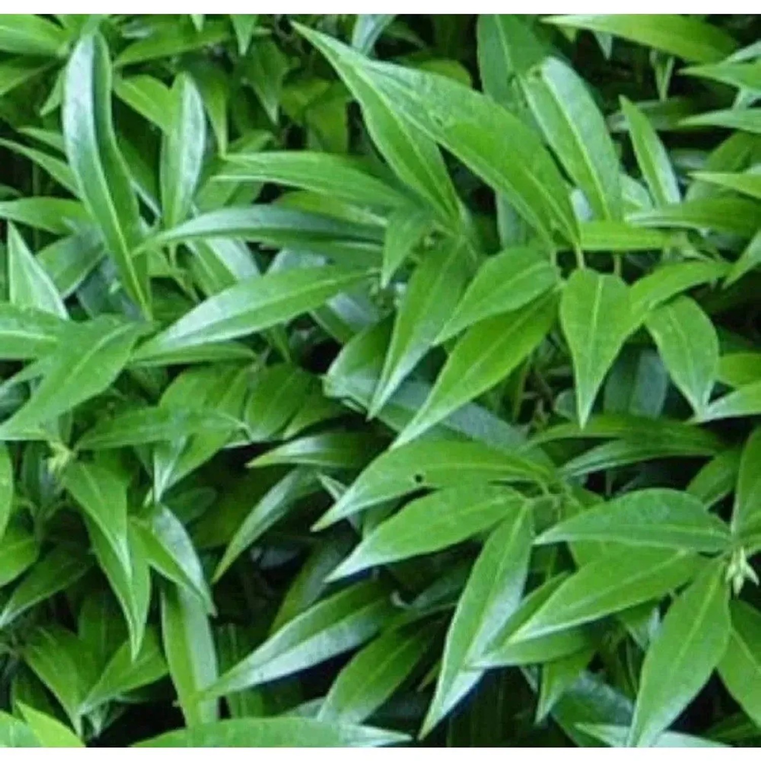 Nach Vanille duftende Fleischbeere 30-40cm - Sarcococca humilis