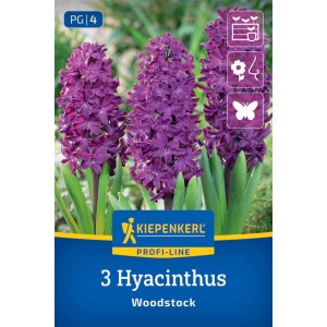 Kiepenkerl Hyazinthe Woodstock, purpurrote Blüten auf Verpackung mit 3 Zwiebeln.