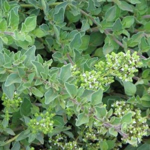 6 x Oregano Origanum Vulgare Topf 9cm Aromatisch