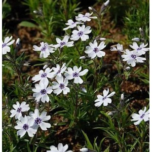 Niedrige Flammenblume Bavaria (Phlox subulata) mit weißen Blüten und dunklem Zentrum.