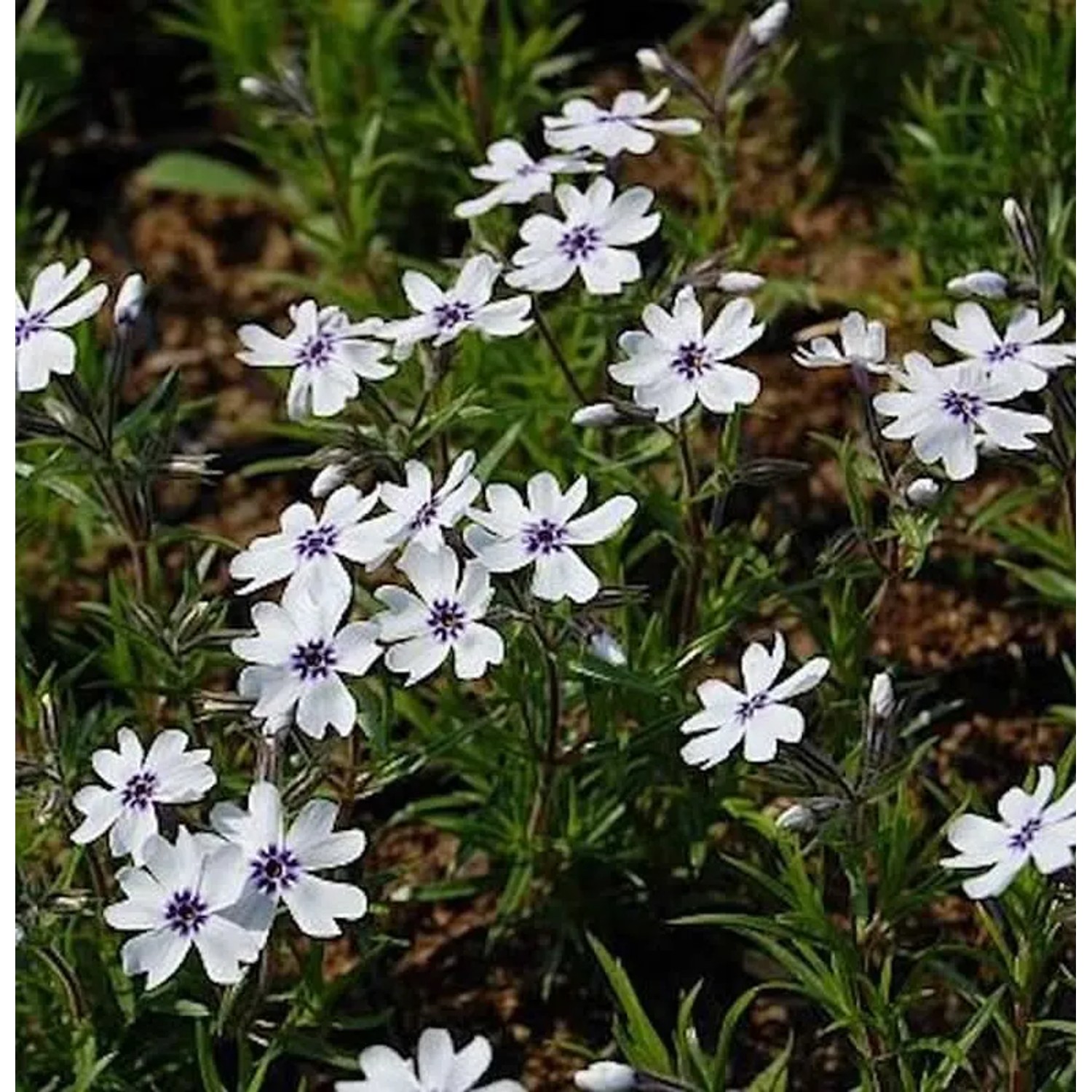 Niedrige Flammenblume Bavaria - Phlox subulata