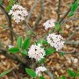 Duft-Schneeball 'Mohawk': Weiß-rosa Blüten des Viburnum Burkwoodii Strauchs.