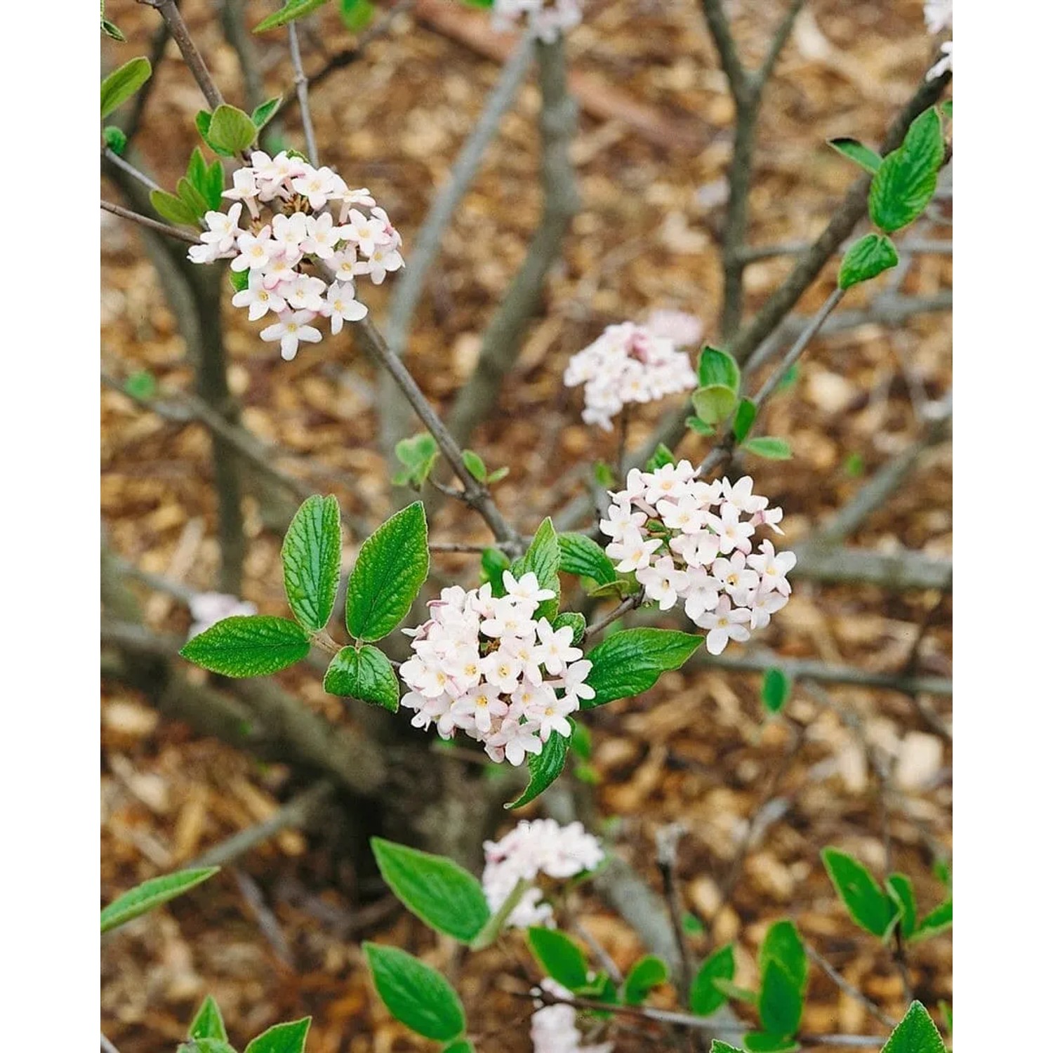 Duft-Schneeball 'Mohawk': Weiß-rosa Blüten des Viburnum Burkwoodii Strauchs.