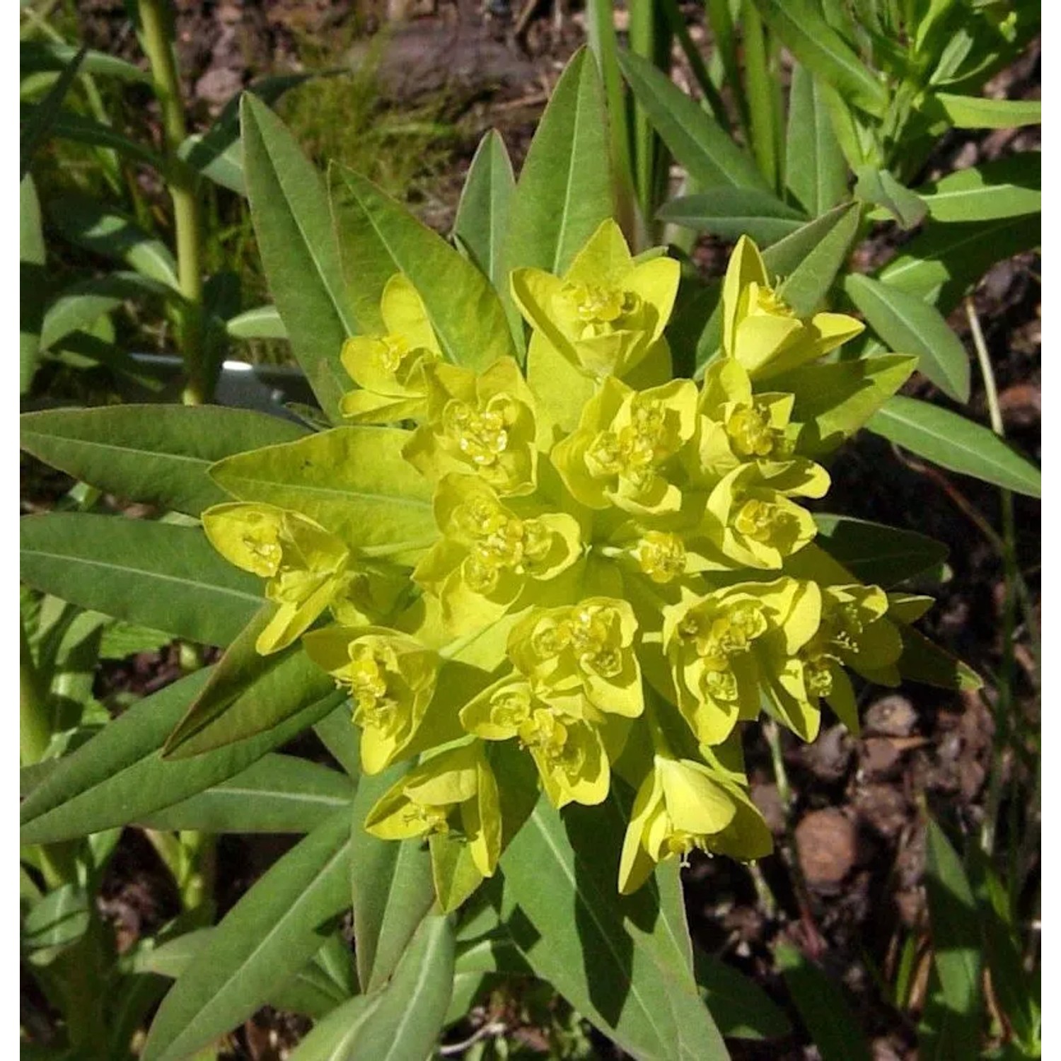 Sumpfwolfmilch - Euphorbia palustris