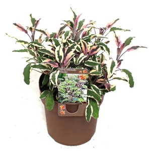 Ziersalbei 'Tricolor' im Topf, ca. 25-35 cm hoch. Dreifarbige Blätter in Grün, Weiß und Rosa.