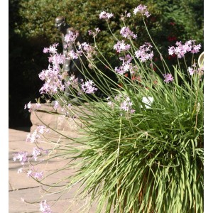 Zimmerknoblauch Variegata (Tulbaghia violacea) mit zarten, lila Blüten und grünen Blättern.