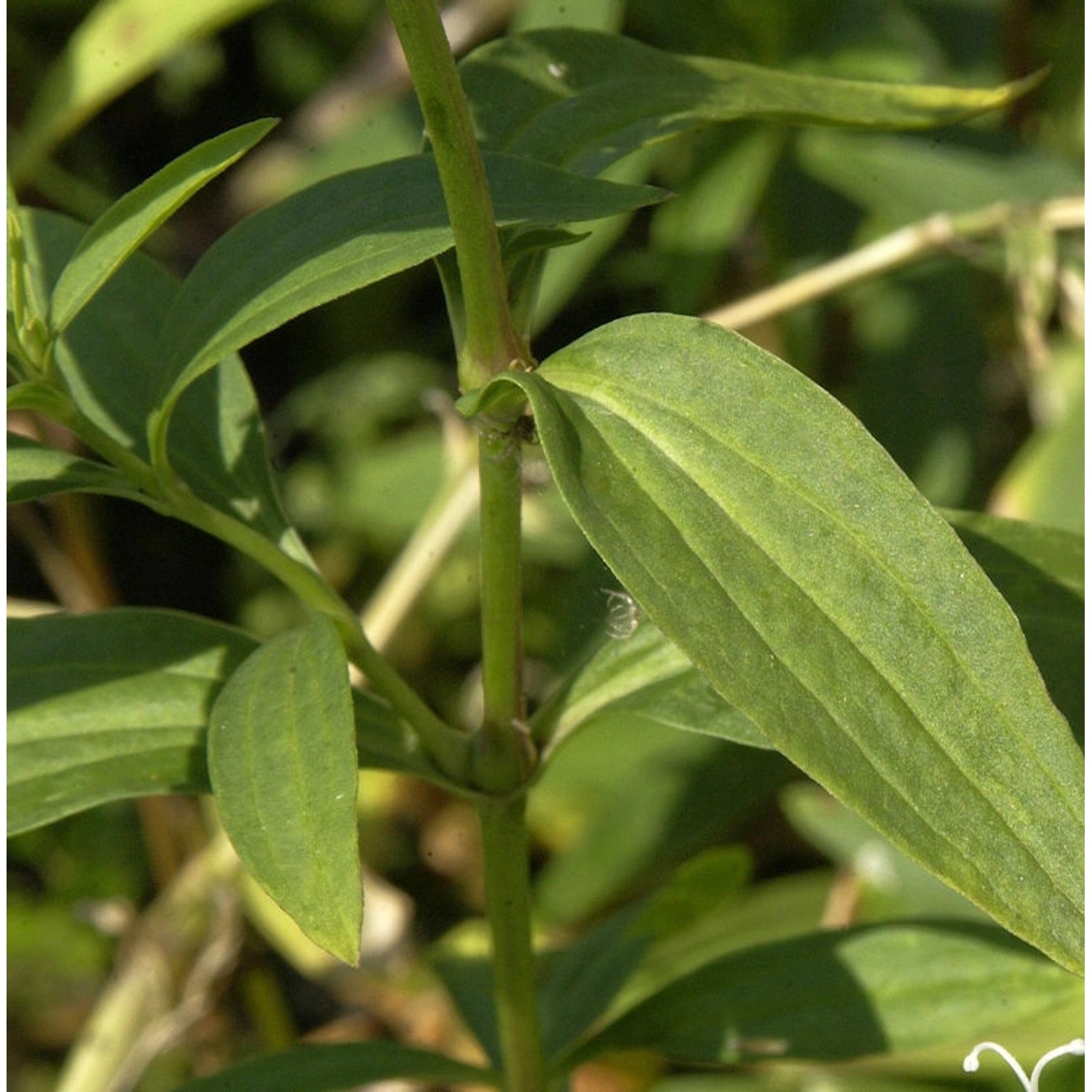 Gewöhnliches Seifenkraut Alba Plena - Saponaria officinalis günstig online kaufen